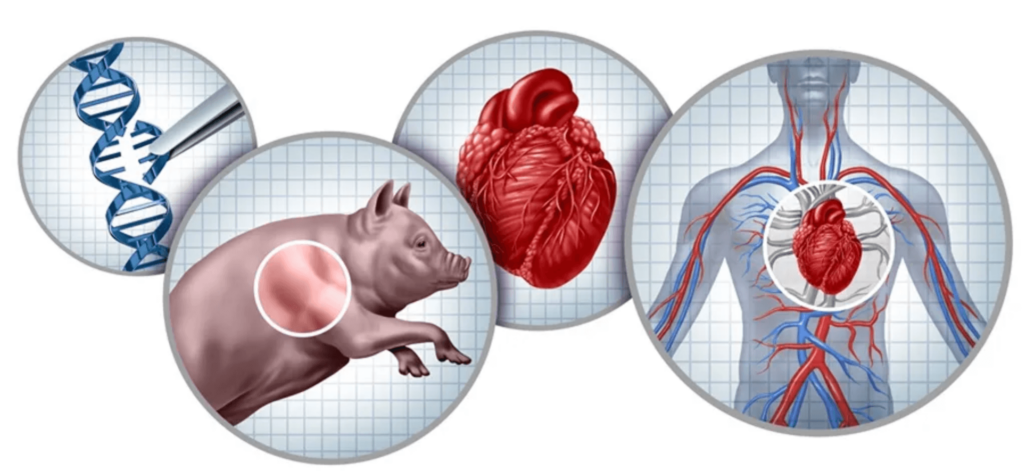 Xenotransplantasi Membuka Pintu Baru dalam Dunia Transplantasi