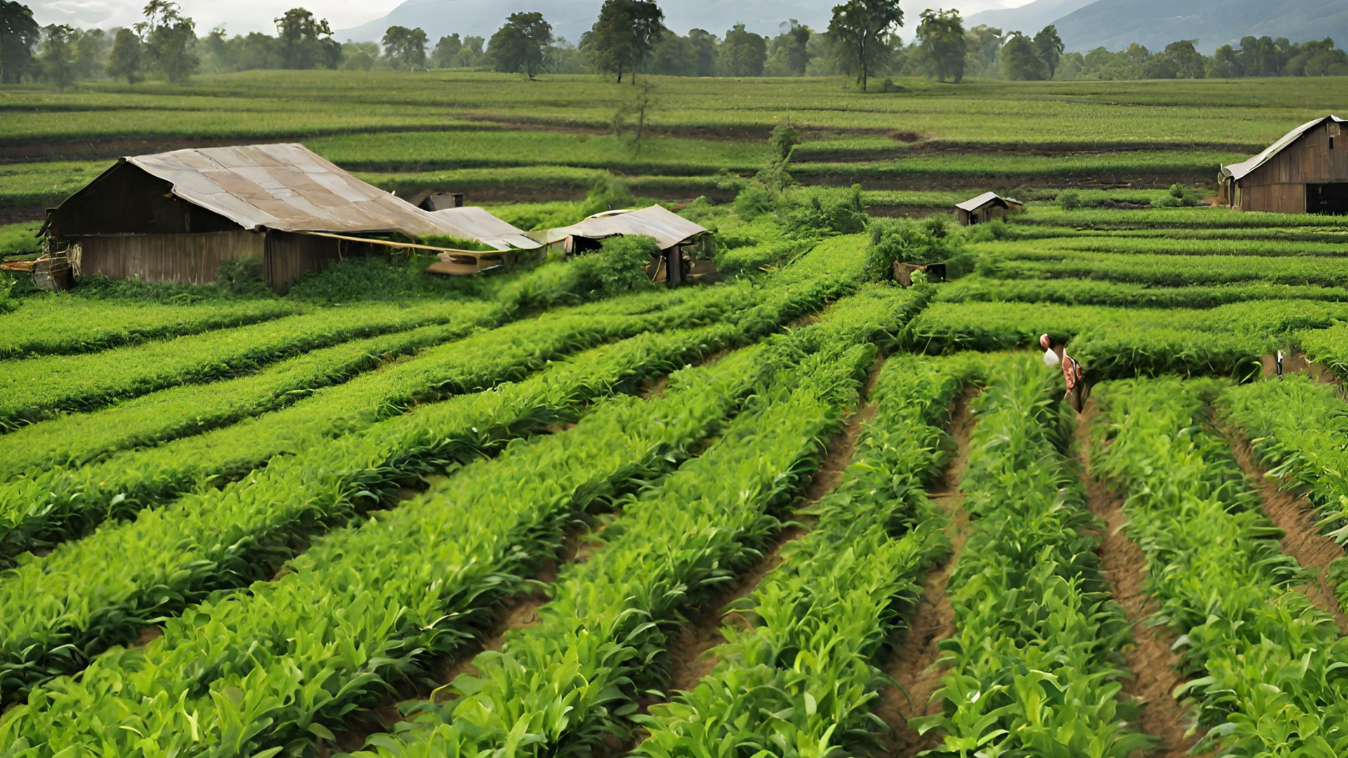 Teknologi Agrikultur: Inovasi yang Mendorong Pertanian Berkelanjutan dan Efisien