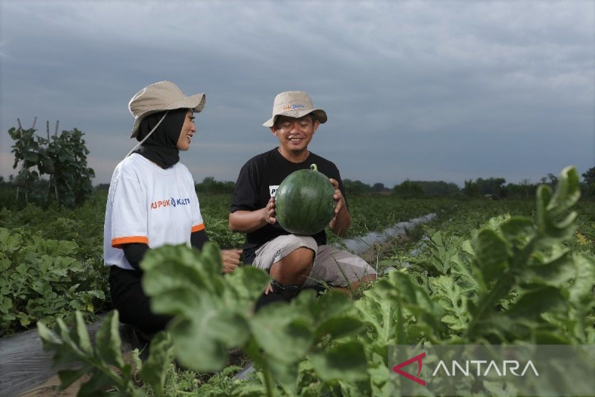 Teknologi Agrikultur: Mendorong Transformasi di Bidang Pertanian